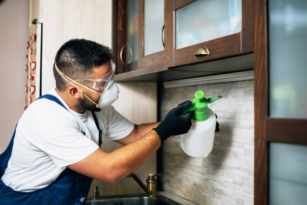 Best Wasp Removal Services  in Bear Valley Springs, CA