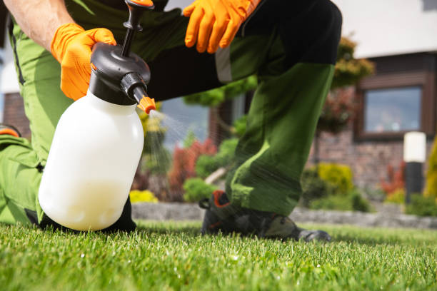 Best Local Pest Control Services  in Bear Valley Springs, CA