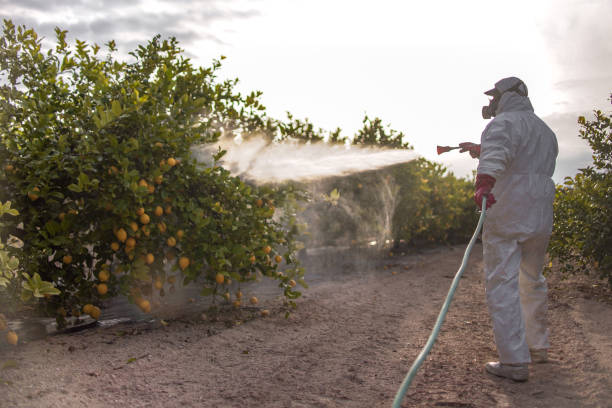 Best Pest Prevention Services  in Bear Valley Springs, CA