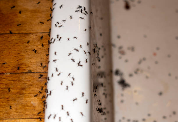 Best Best Pest Control Companies  in Bear Valley Springs, CA