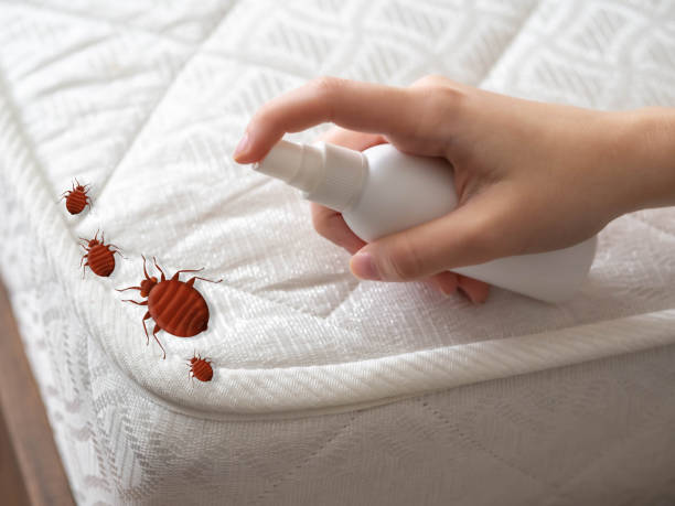  Bear Valley Springs, CA Pest Control Pros