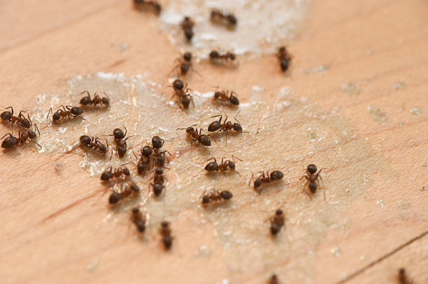 Best Termite Control Services  in Bear Valley Springs, CA