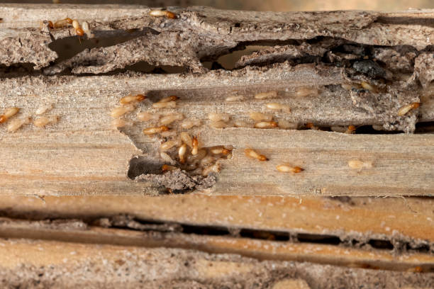 Best Cockroach Control Services  in Bear Valley Springs, CA