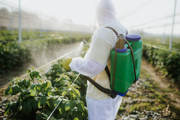 Best Bed Bug Extermination  in Bear Valley Springs, CA